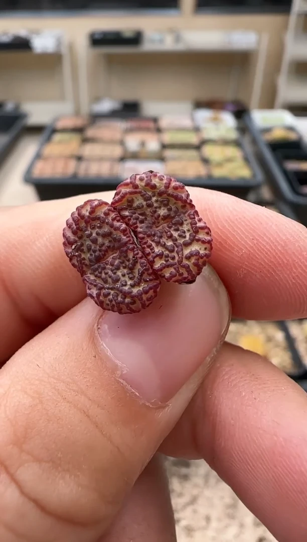 【闪购商品】16-284    XIXI