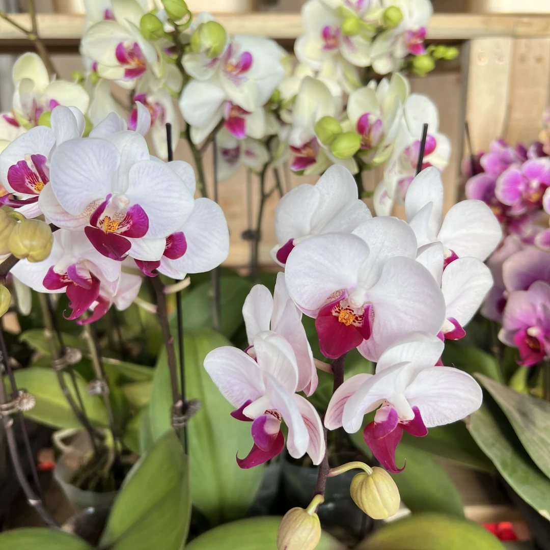 2断码福利清货潮流百搭休闲时尚复古衣外套多色白色紫色