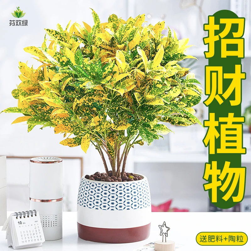 黄金万两盆栽招财植物室内绿植花卉阳台好养变叶木四季净化空气花