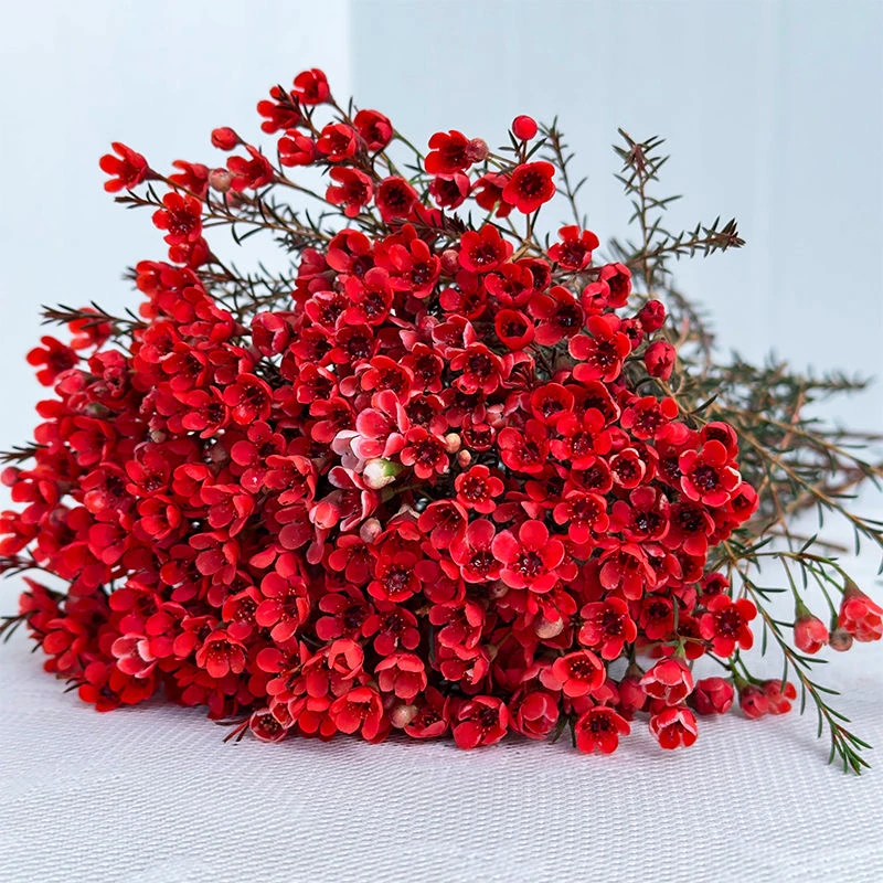 【澳洲腊梅】鲜花基地直发过年宵鲜切花水养培植物室内花卉盆栽年宵