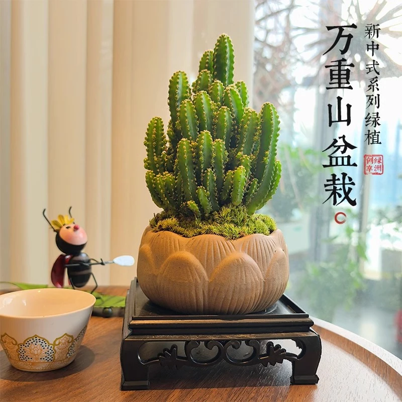 仙人掌盆栽万重山室内仙人球多肉植物办公室桌面防好养创意绿植