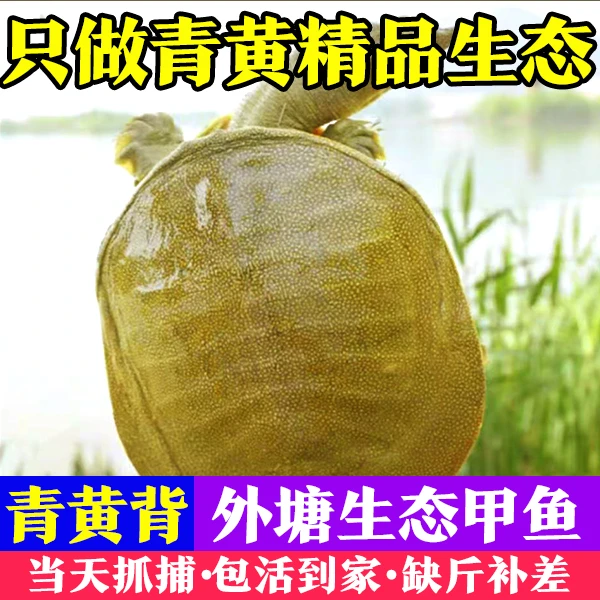 (3只6.5-7斤)外塘生态鲜活甲鱼王八中华老鳖滋补生鲜