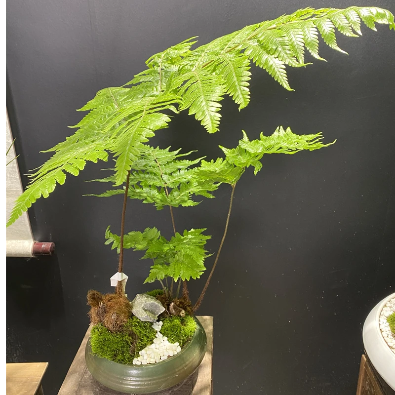 一叶蕨红鳞蕨瓷盆款室内办公室软装小中大型绿植盆景盆栽好养易活