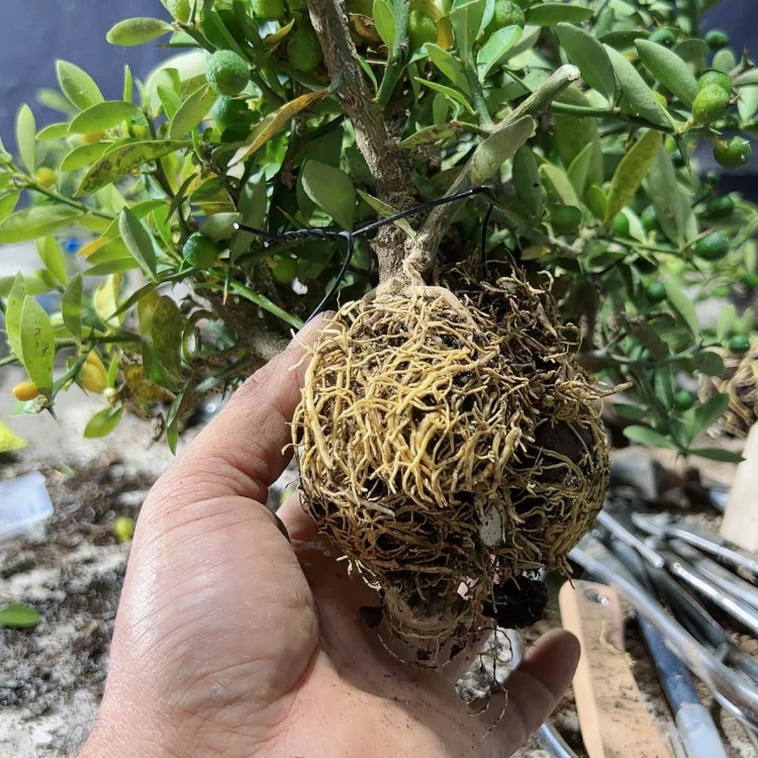 万*趣味把玩diy小苗