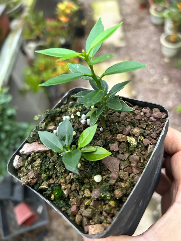 趣味盆栽DIY减压