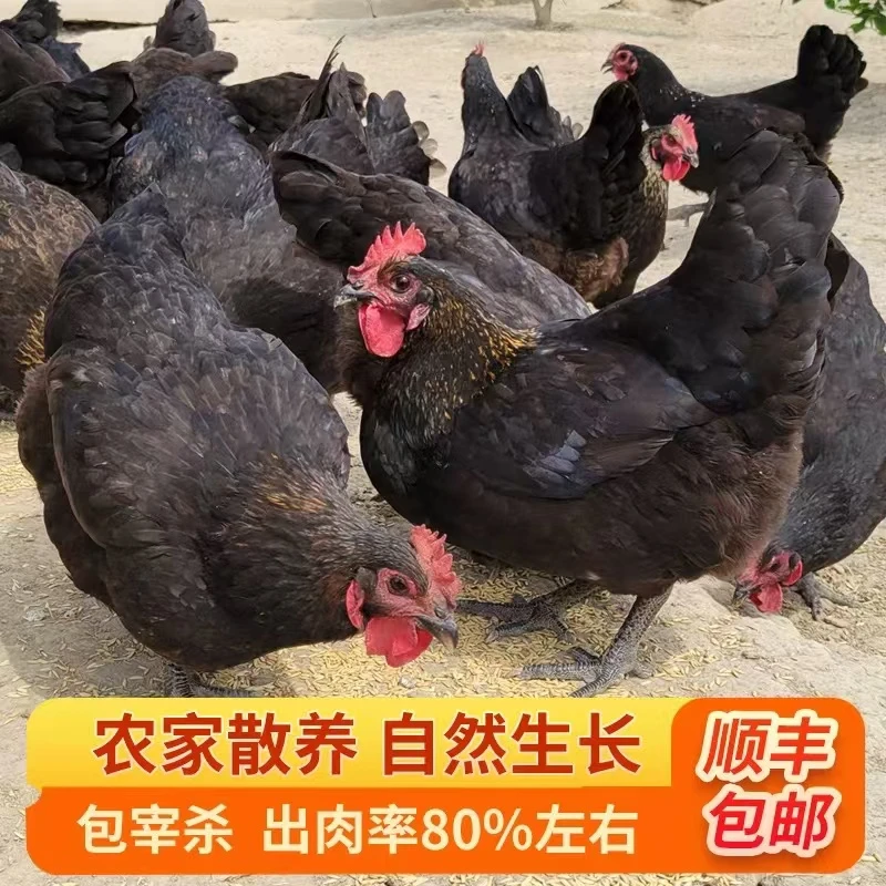 仙湖农家散养老母鸡走地鸡新鲜现杀月子煲汤滋补土鸡整只顺丰包邮