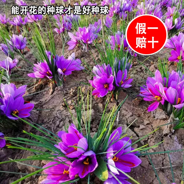 药用食用藏红花大种球种子籽苗西红花番红花冬季耐寒盆栽球根花卉