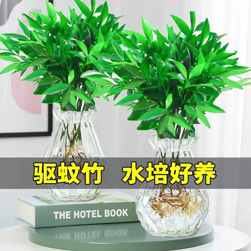 水培驱蚊竹柏植物室内水养绿植花卉盆栽办公室桌面四季常青好养活