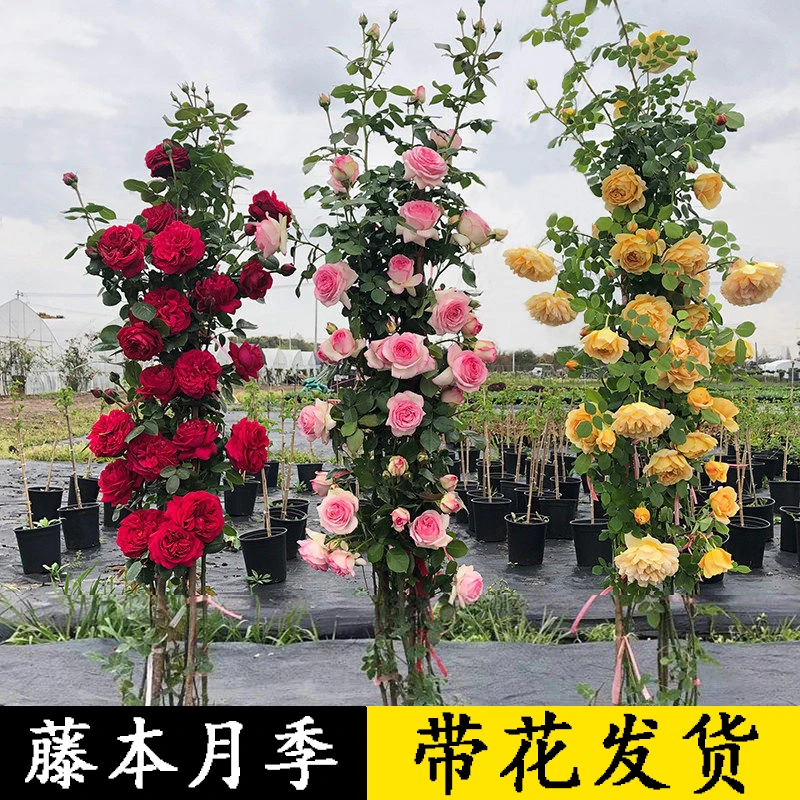 特大蔷薇花苗藤本月季爬藤植物四季开花卉盆栽玫瑰庭院浓香