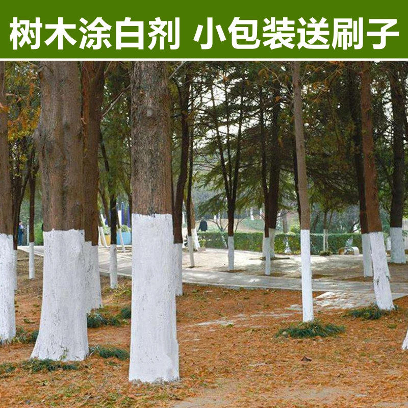 园林果树涂白剂冬季干防病虫冻害涂刷代替石灰粉硫合剂清园送刷子