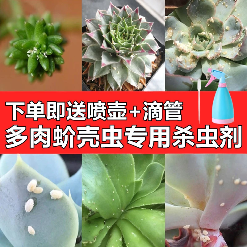 多肉蚧壳虫专用花卉盆栽劳尔冰玉新玉缀肉肉长杀虫剂小黑飞虫花药