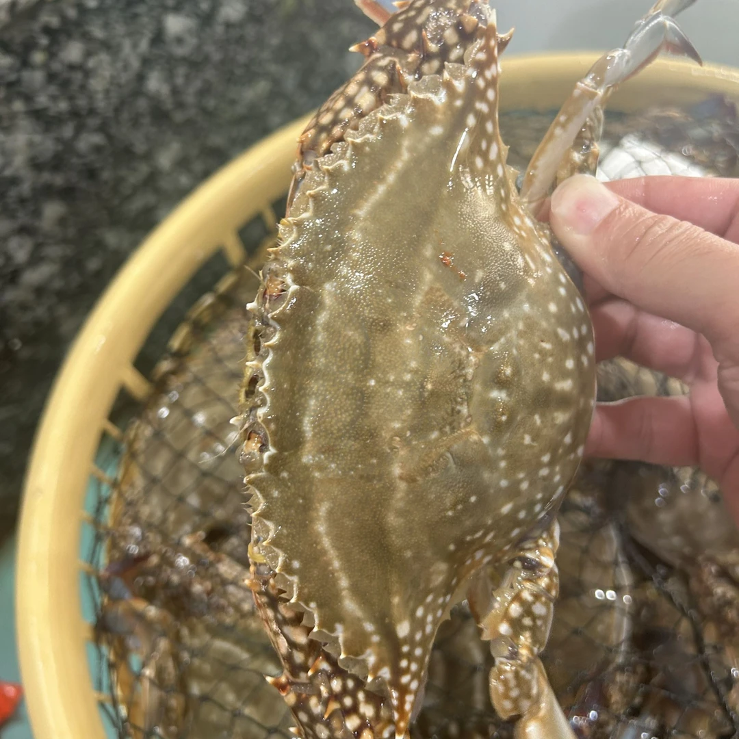 梭子蟹 【保鲜不保活】 单只1两以上， 2斤，3斤,5斤顺丰直达