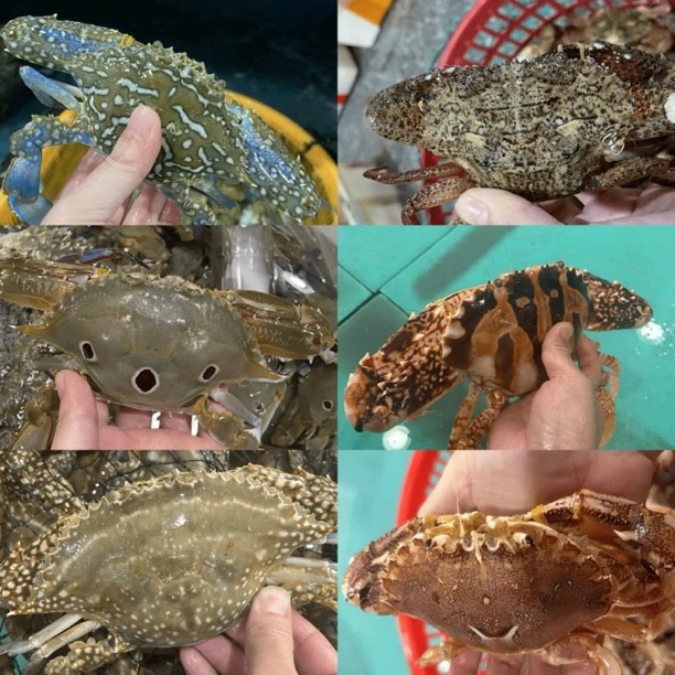 杂蟹链接 海源活鲜   现场称重【保鲜不保活】单只5两左右  3斤，2斤