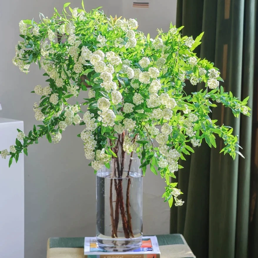 云南小众鲜花小手球|A级品质，春天里的小清新春日绿植