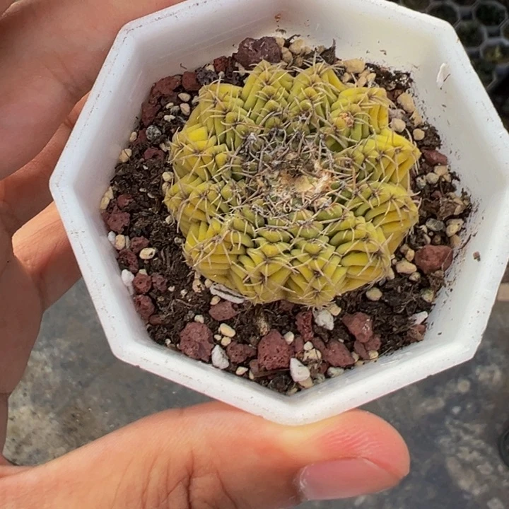 弗*肯春秋中白刺瑞昌玉