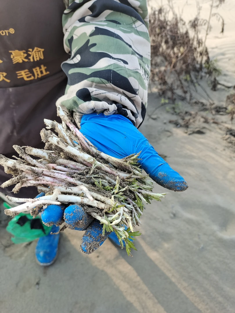 湖北洪湖野黎蒿根纯野生黎蒿根野黎蒿根炒腊肉1斤2斤3斤泥耗泥蒿