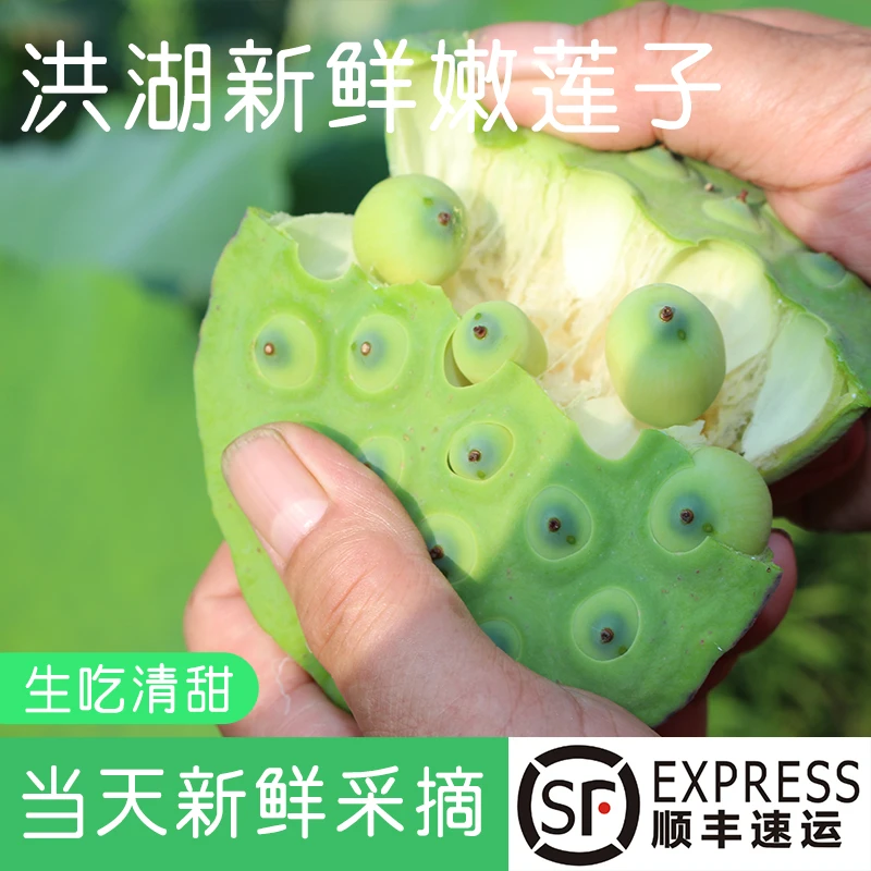 湖北洪湖新鲜莲蓬嫩莲子米水果莲蓬时令蔬果嫩莲蓬2斤3斤清凉莲子
