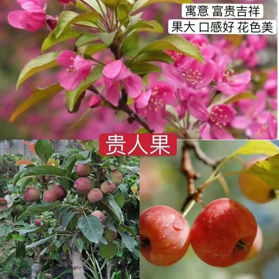 海棠花观花观果可观赏可食用家有海棠富贵满堂