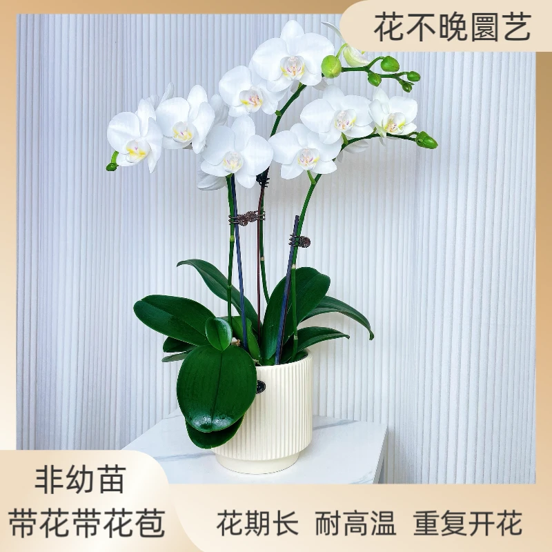 蝴蝶兰《阿玛》纯白老苗好养耐养艺术组盆绿色美观叶片碧绿室内花