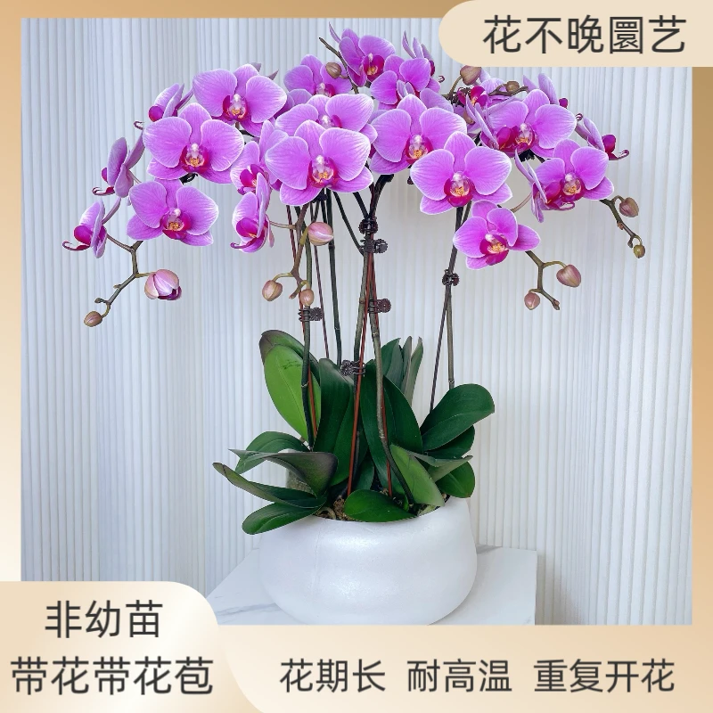 蝴蝶兰【红霞飞】鲜花盆栽 室内花花 好养易活适合送长辈 婚姻 父母
