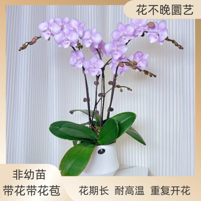 蝴蝶兰【神仙姐姐】花如其名仙气飘飘室内花高端大气上档次碧绿爆根