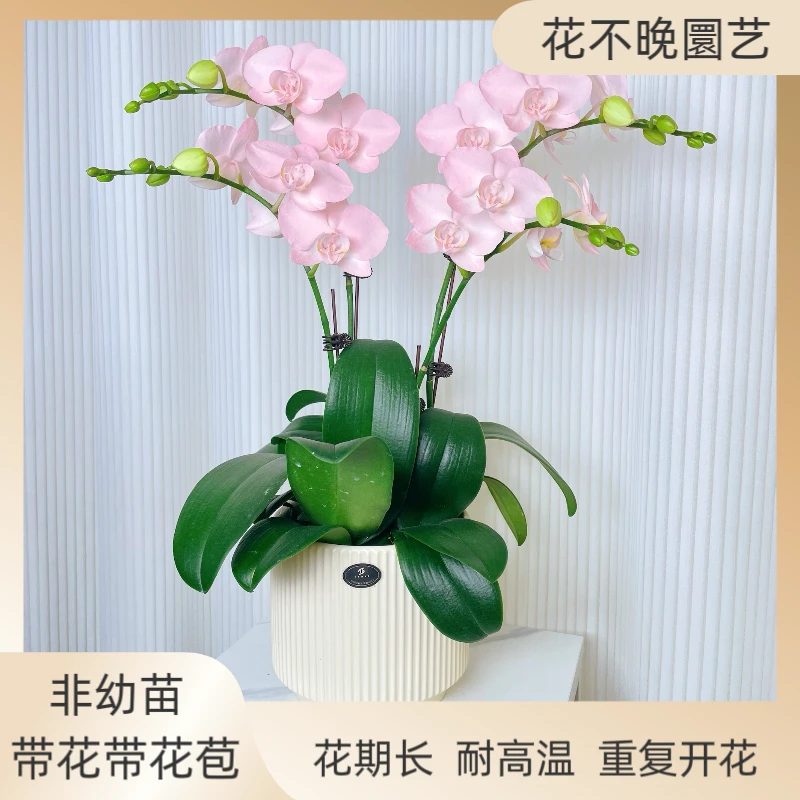 蝴蝶兰《水仙》鲜花 稀缺艺术喷色工艺 水蜜桃色系好养耐养有花有苞