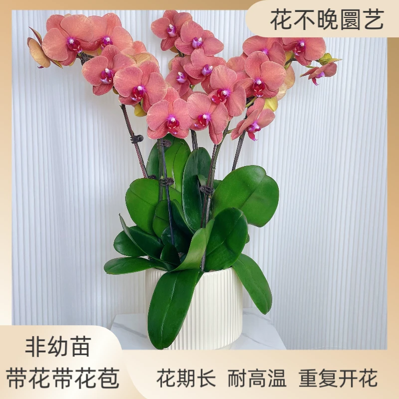 蝴蝶兰【椪柑】新手好养艺术组盆盆栽花色娇艳叶片碧绿室内花型