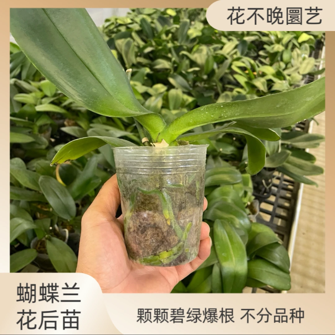 欧品花后苗蝴蝶兰  不分品种发货  3颗起包邮