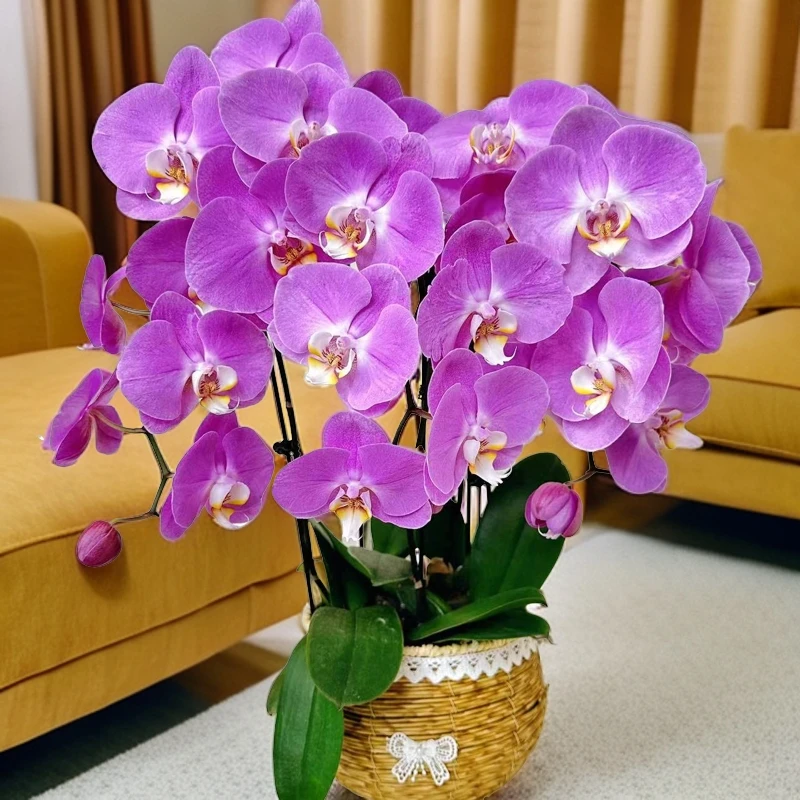 蝴蝶兰《粉色浪漫》稀有粉色系 返祖现象室内高端花卉  送礼乔迁