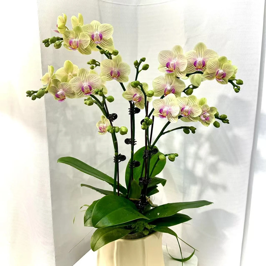 蝴蝶兰【芝士奶酪】绿色系精致桌面花好养耐养有花有苞