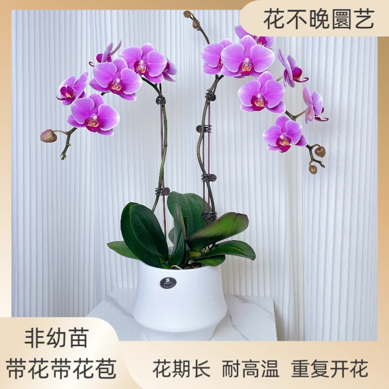 蝴蝶兰【红霞飞】鲜花盆栽 室内花花 好养易活适合送长辈 婚姻 父母