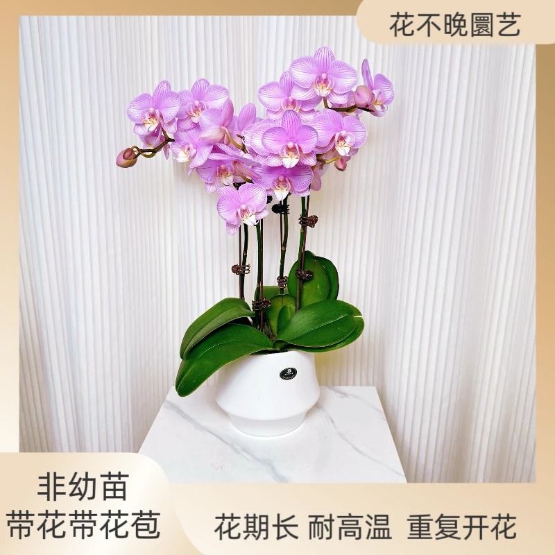 蝴蝶兰《情思》鲜花 基地直发 带花带花苞 绿色美观 室内花型