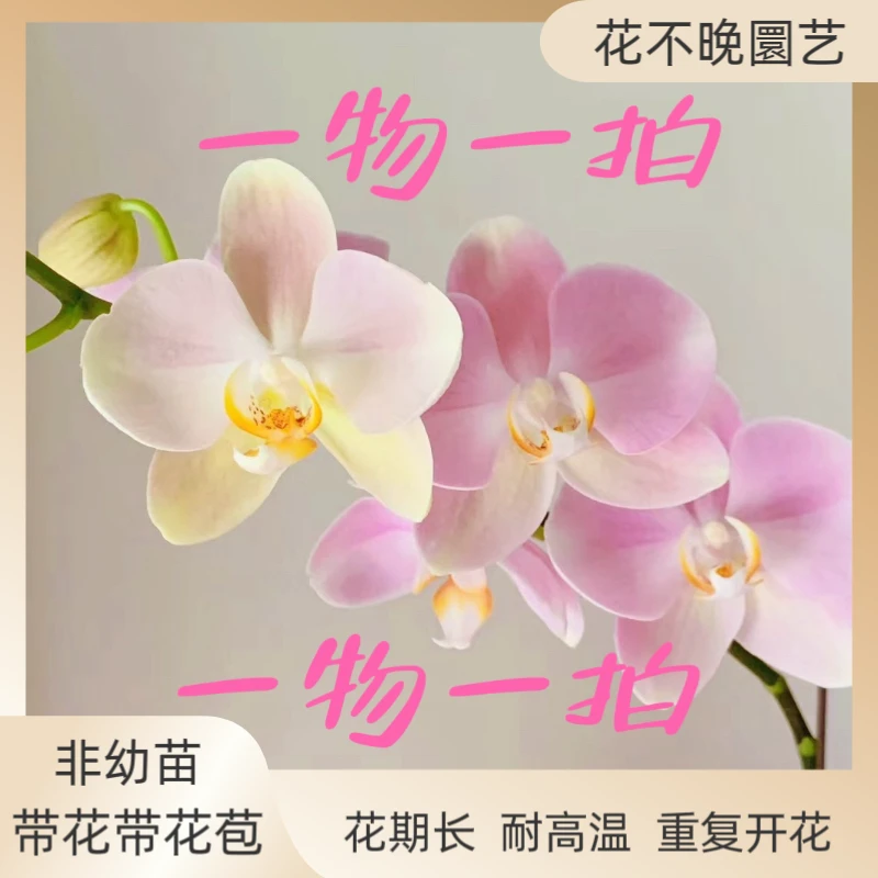 蝴蝶兰 【一物一拍】主播间展示什么样收到货也一样所见即所得