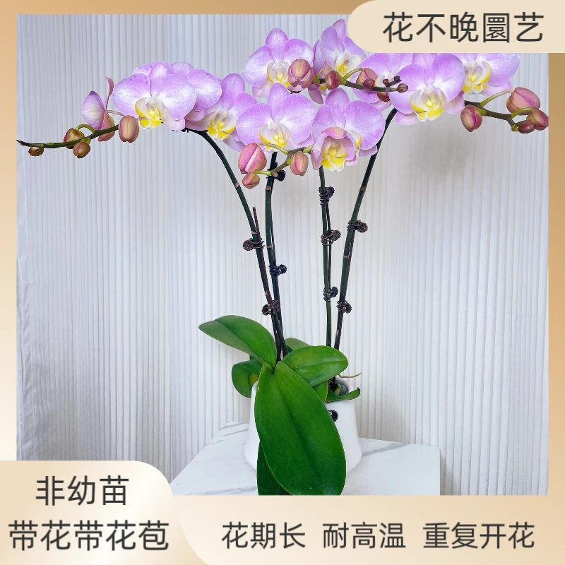 蝴蝶兰《普罗旺斯》好养耐养苗情优质叶片碧绿  基地直发  送礼乔迁