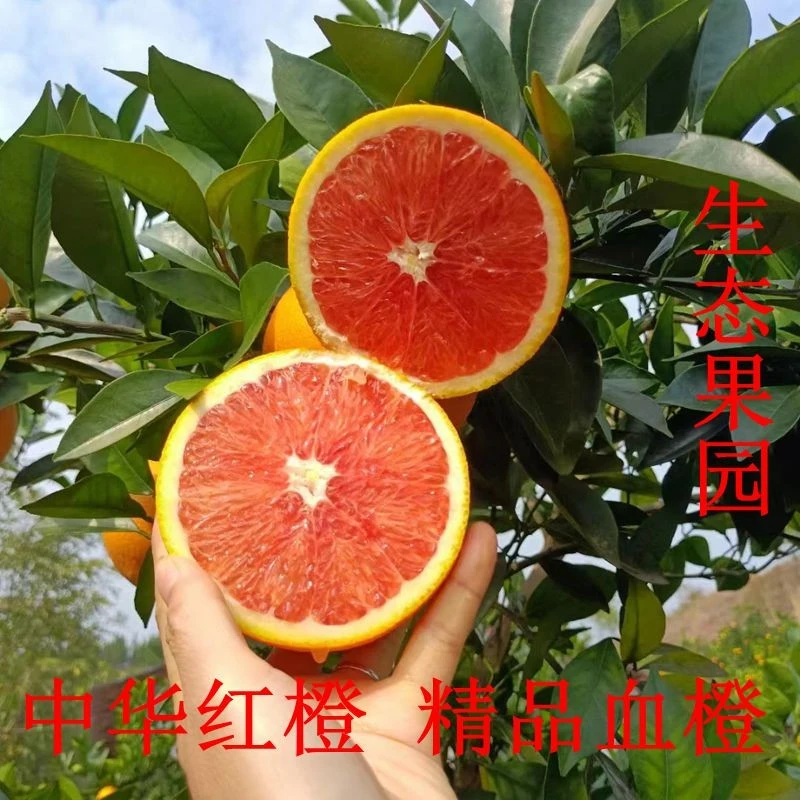 湖南永州特产中华红橙血橙红肉脐橙果园直达不泡药水没有甜蜜素