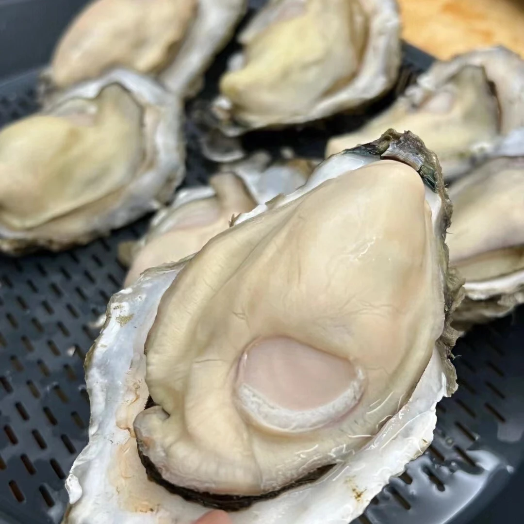 辽宁丹东东港本地海蛎生蚝海蛎鲜活海鲜顺丰1500克包邮