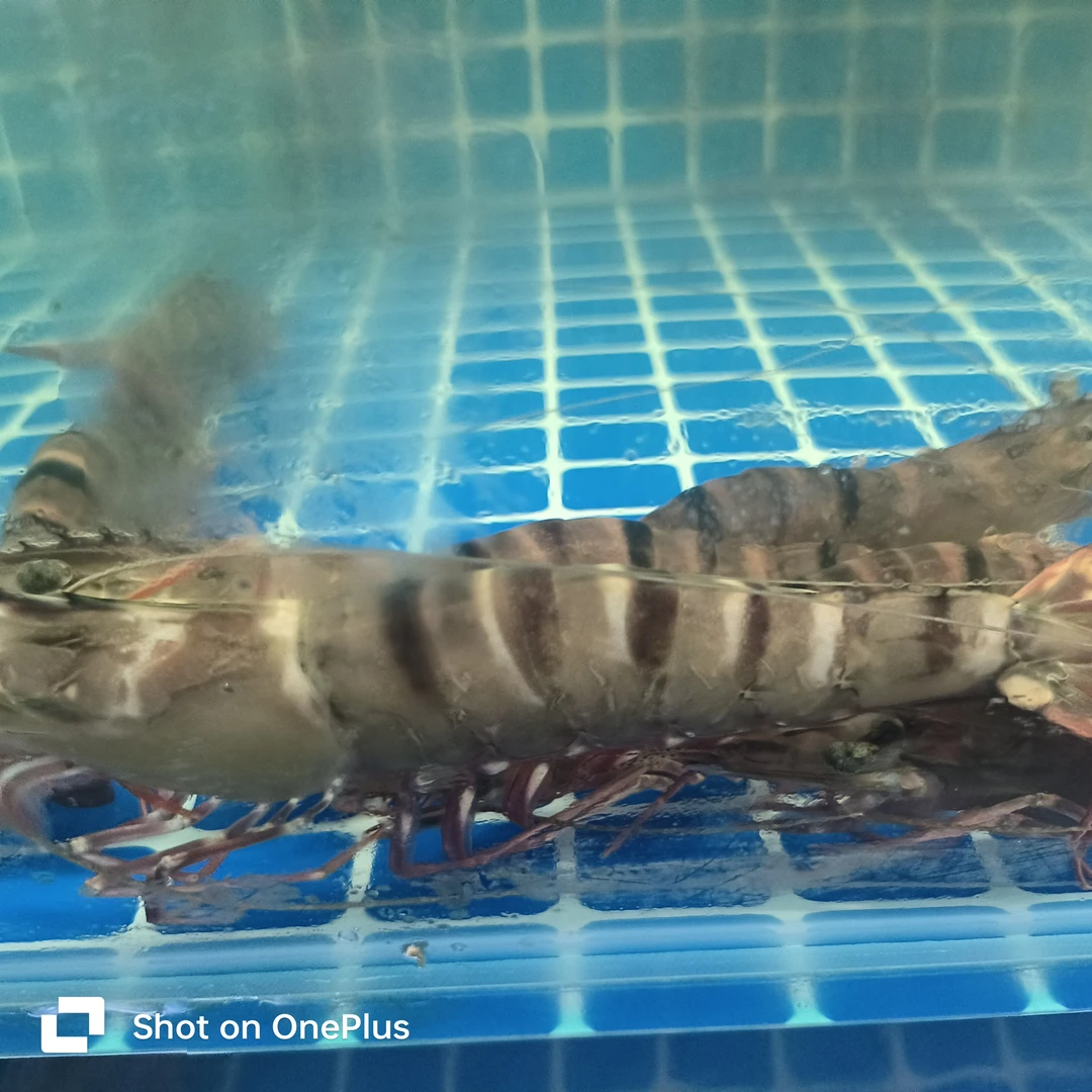 特大号黑虎虾鲜活超大无冰新鲜速冻海鲜水产虾青素斑节虾黑虎虾
