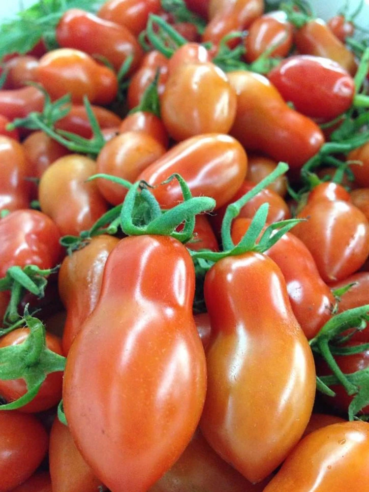 丹东东港小柿子圣女果新鲜水果草莓小柿子