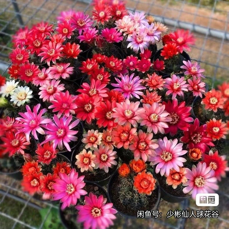 菲花玉仙人球开花