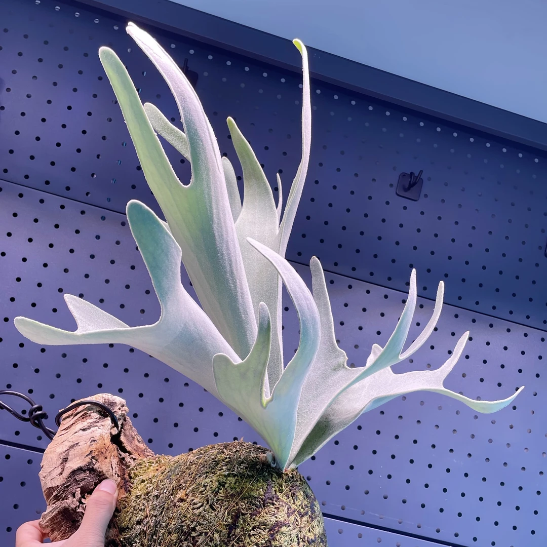 爪银超美个体 侧芽