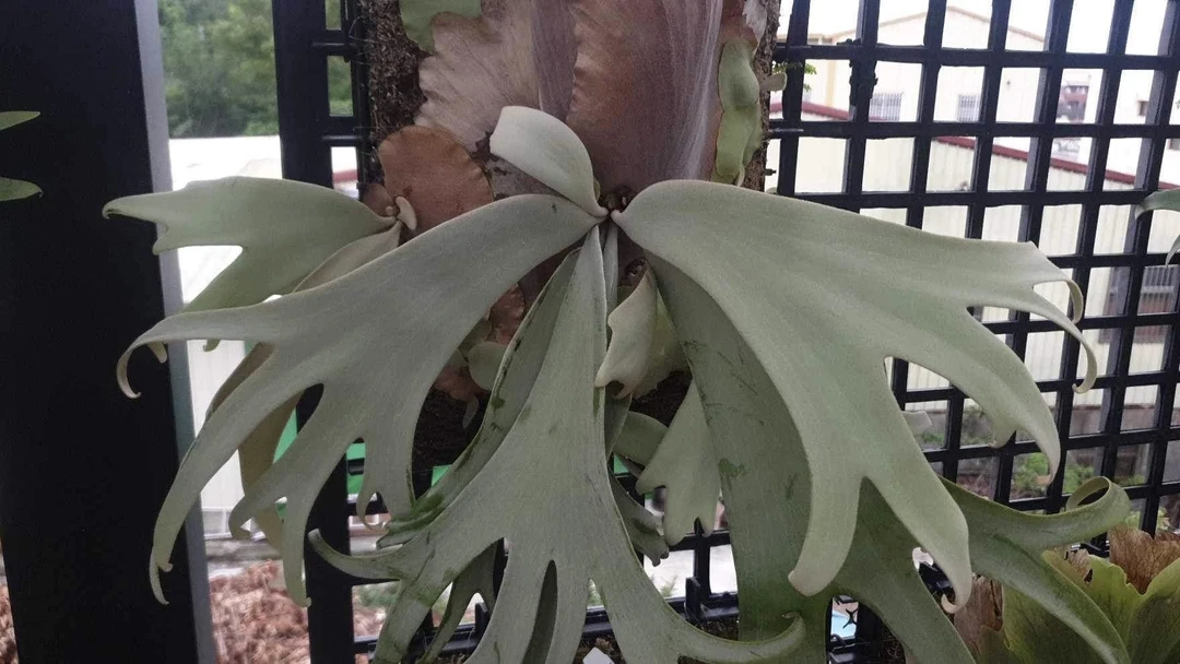白龙鹿角蕨 侧芽