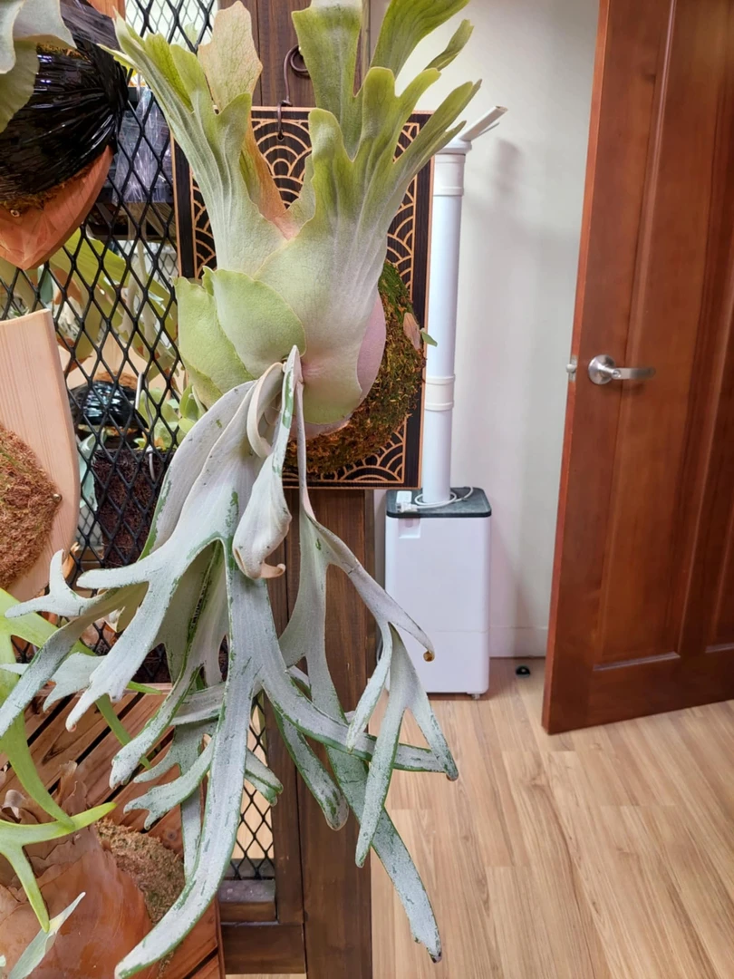 白天鹅鹿角蕨 侧芽