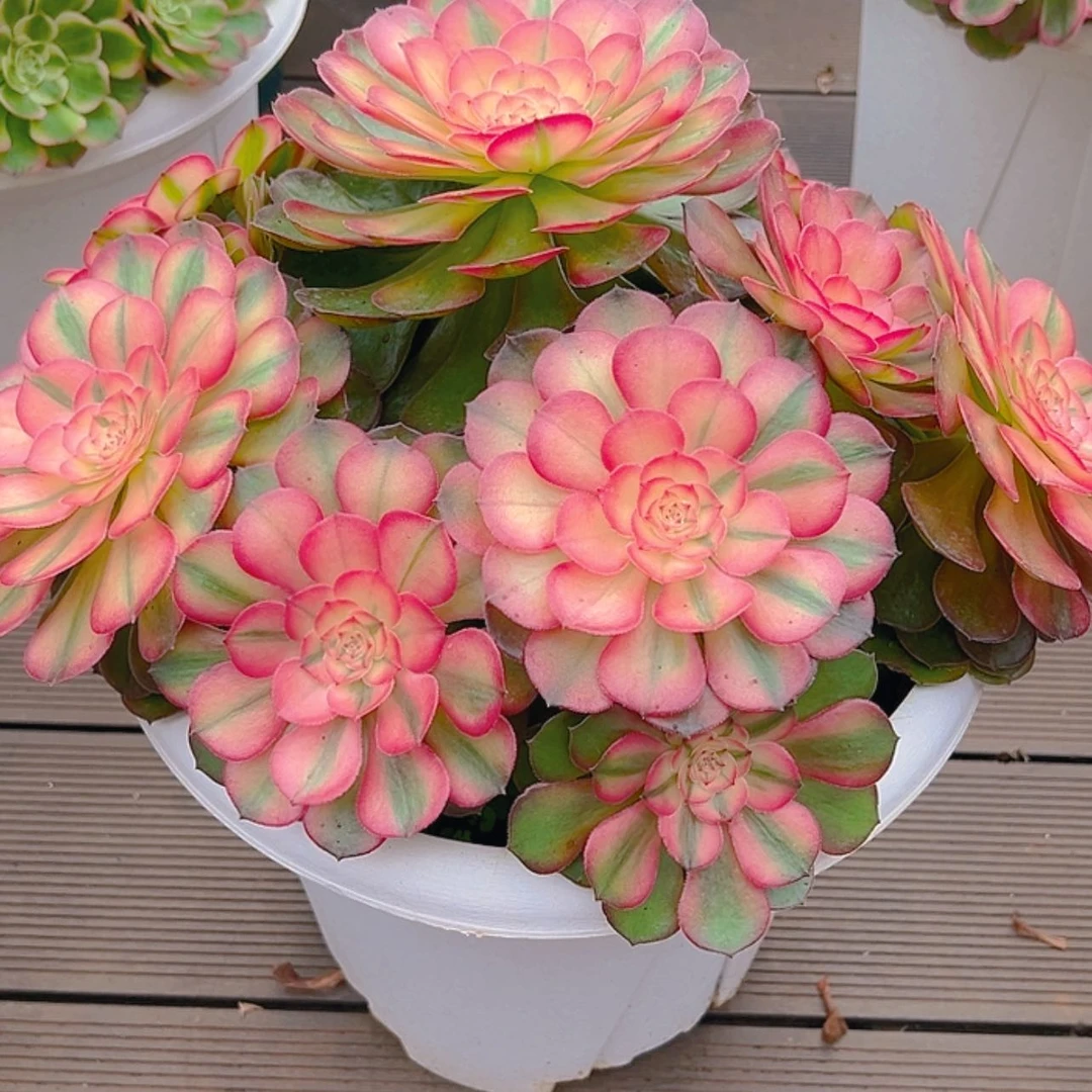 【闪购商品】红陶20CM（含）-50CM（不含）用****111111111111