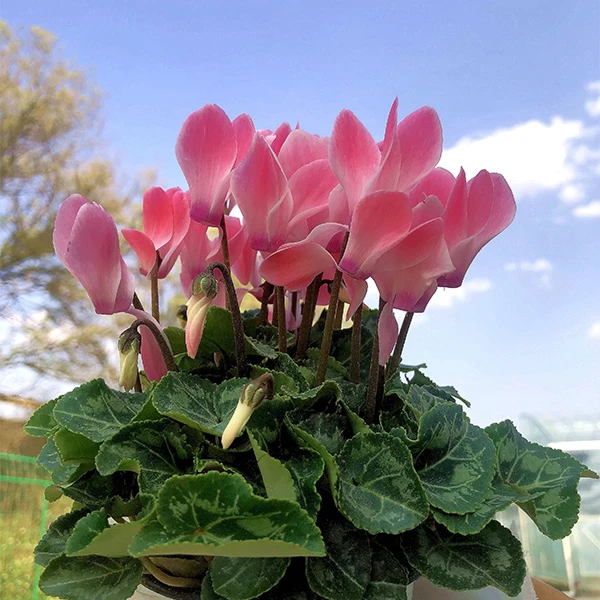 【仙客来】 花期长 颜色多 易养护阳台桌面盆栽 云南基地直发