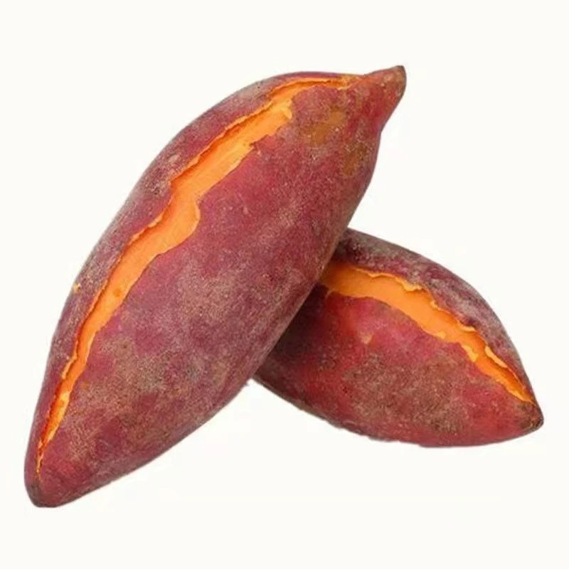 9.9元5斤新鲜现挖西瓜红沙地红薯蜜薯