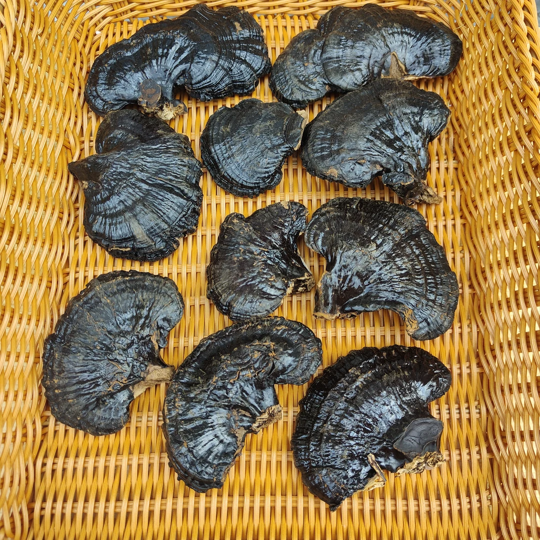 长白山灵芝 整个种植灵芝250克