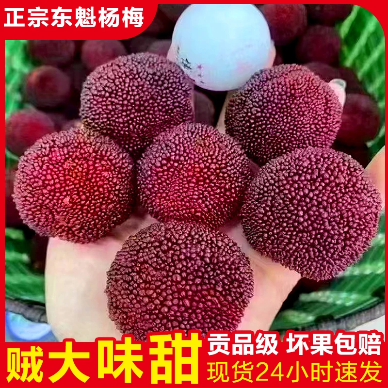 仙居杨梅【9A东魁杨梅】大东魁仙居东魁杨梅顺丰空运新鲜发货即食