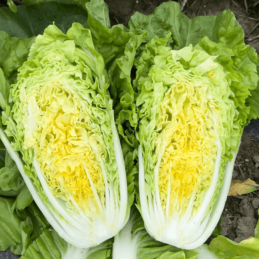 【奶油快菜种子】四季种子耐热耐湿高产小白菜种子阳台种植简单