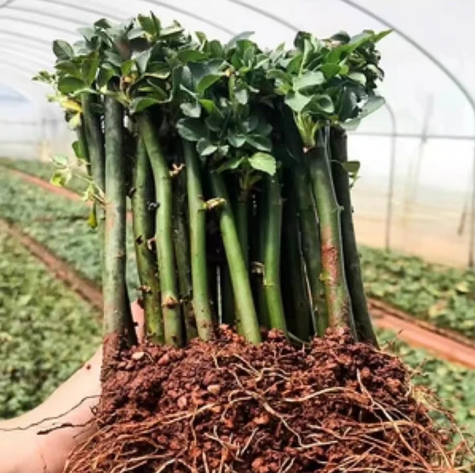 蔷薇花苗 爬藤四季开花藤本蔷薇耐寒耐热庭院爬墙植物小苗