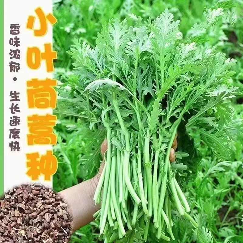 茼蒿种子光杆茼蒿小叶四季皇帝茼蒿菜茼蒿树种子蔬菜